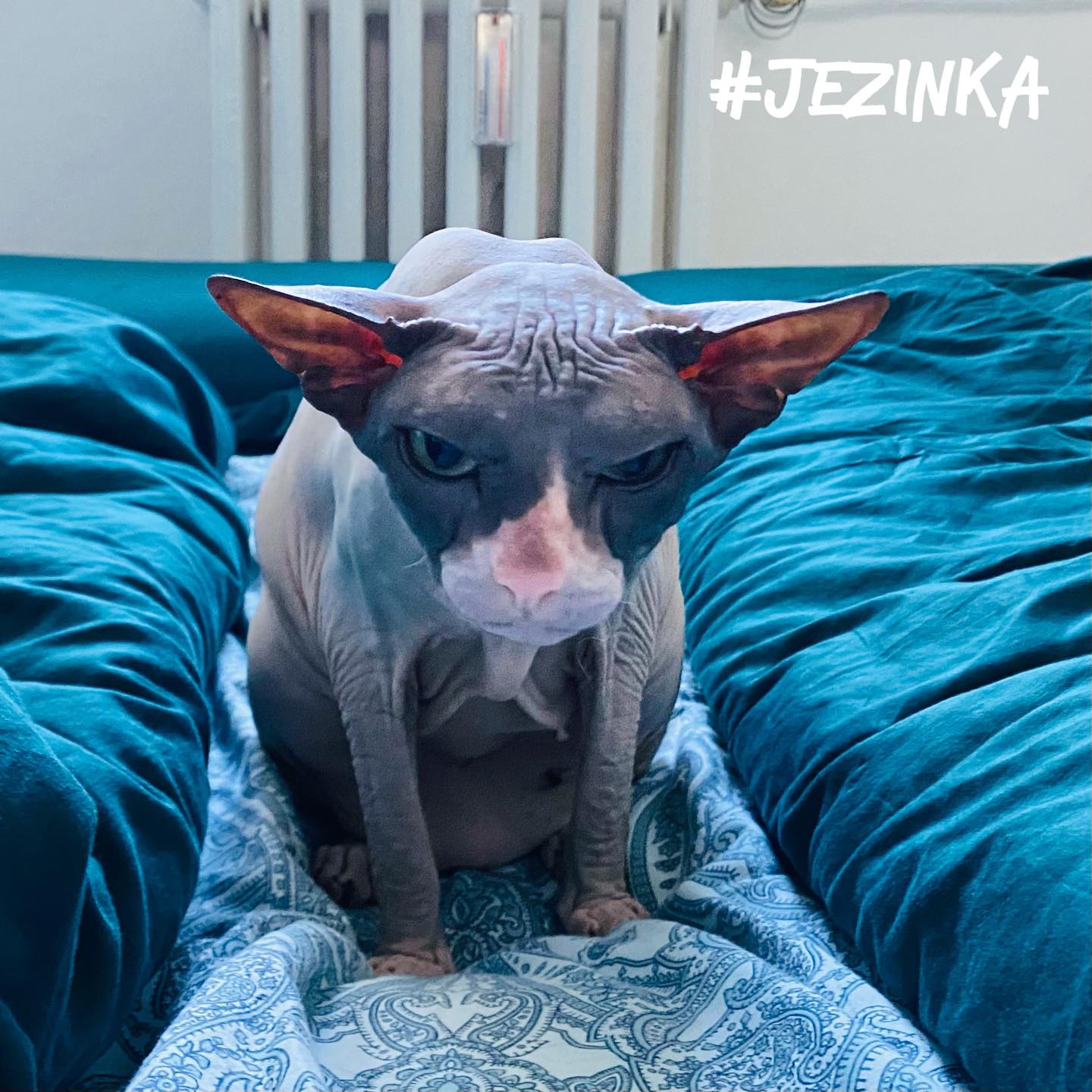 Zdraví