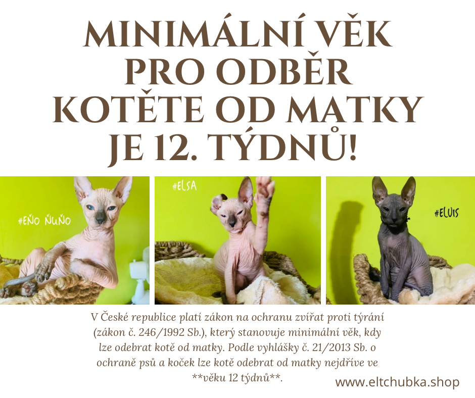 Proč je důležité neodebírat koťata od matky dříve než ve 12 týdnech?